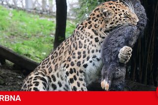 Krmivářská alchymie. Zoo Olomouc za potravu pro zvířata dala loni 8,7 milionu